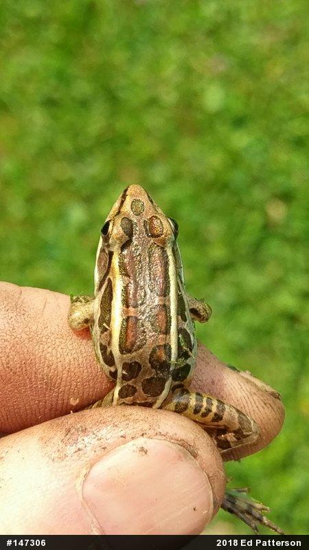 Pickerel Frog
