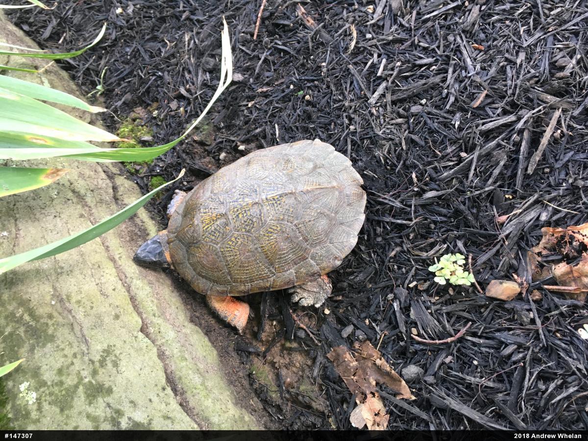 Wood Turtle