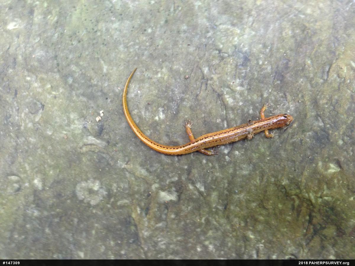 Northern Two-lined Salamander