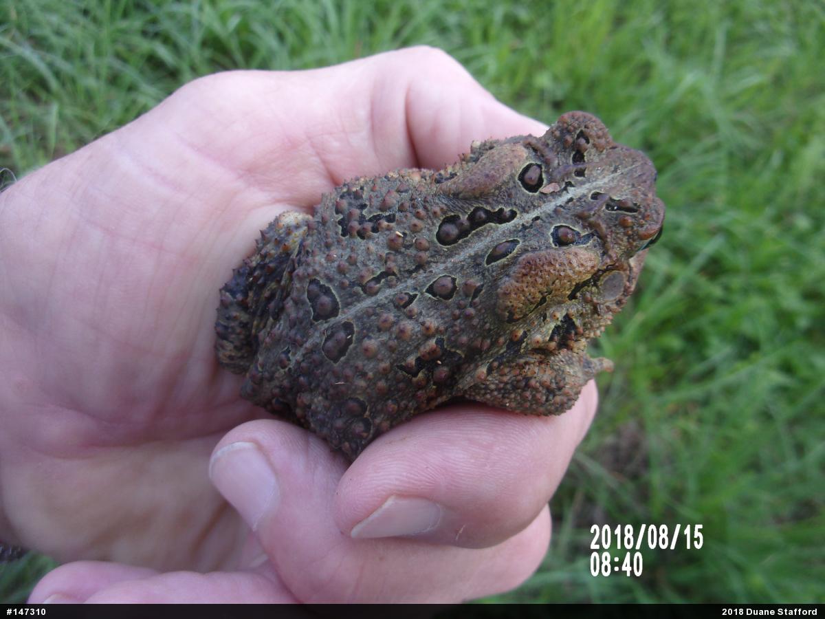 Eastern American Toad