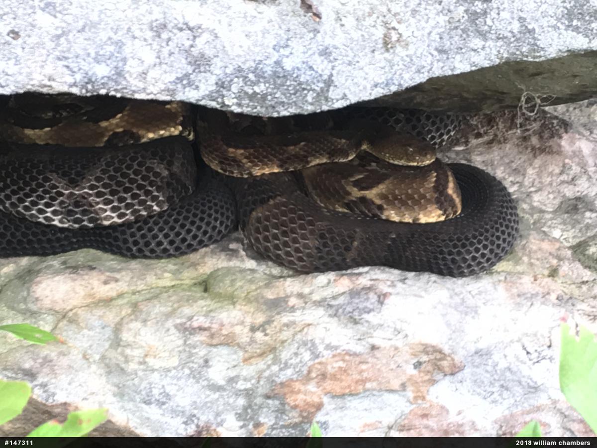 Timber Rattlesnake