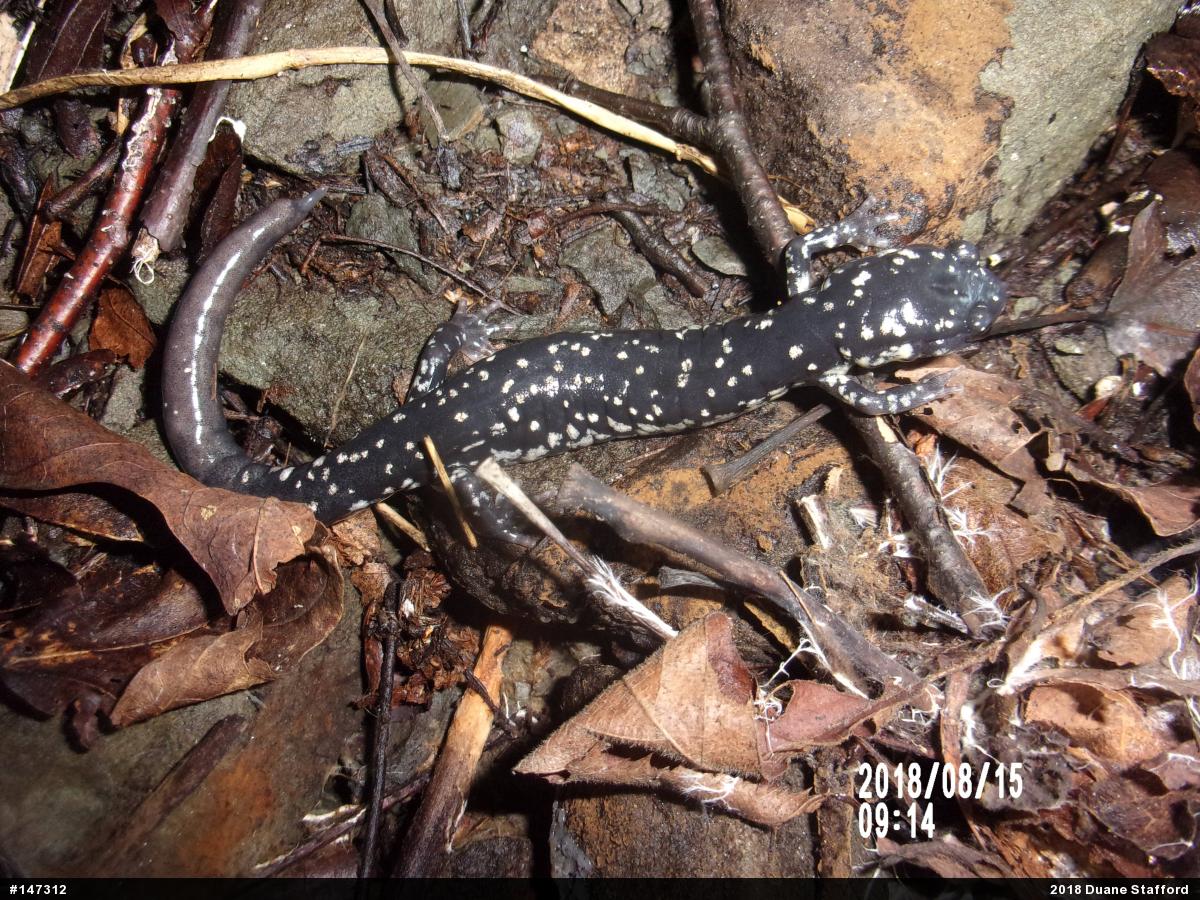 Northern Slimy Salamander