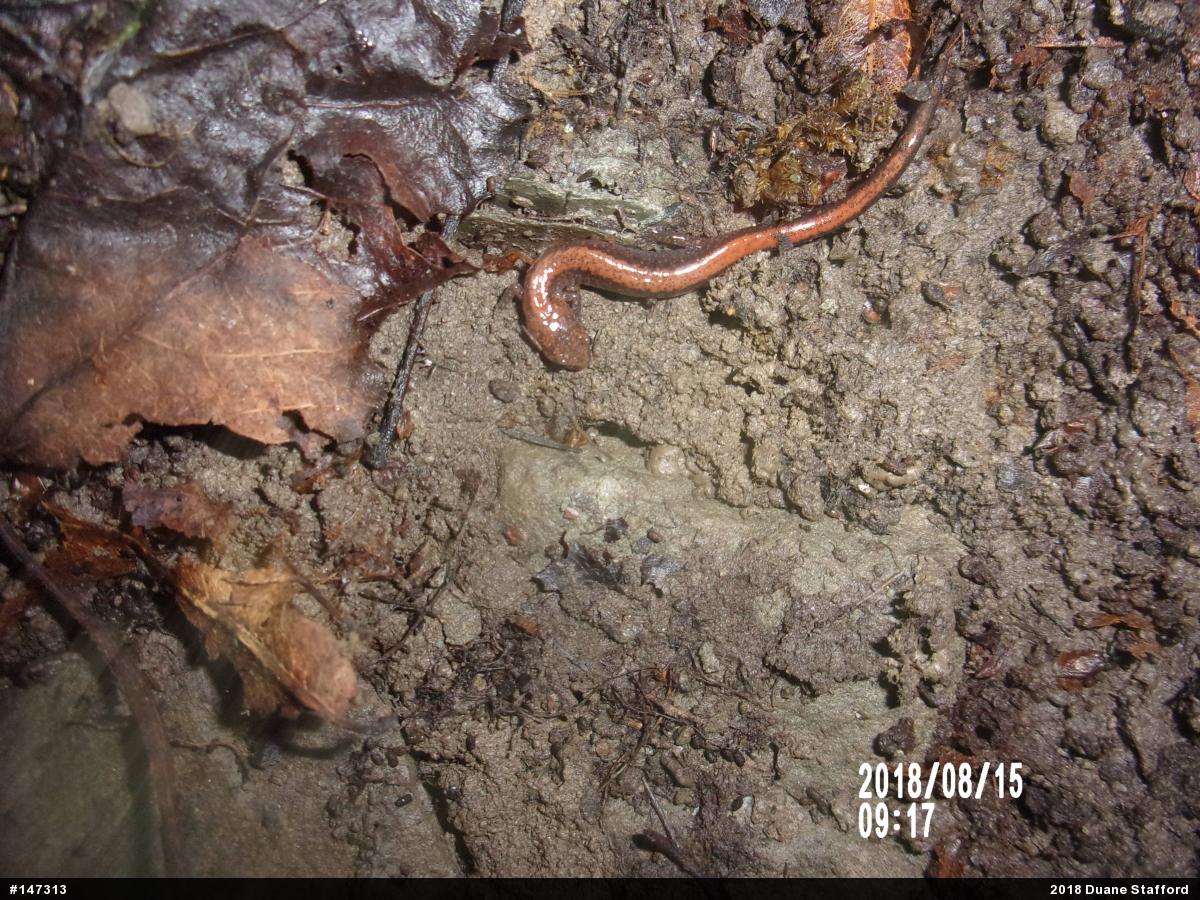 Eastern Red-backed  Salamander