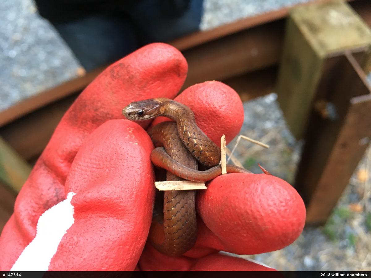 Red-bellied Snake