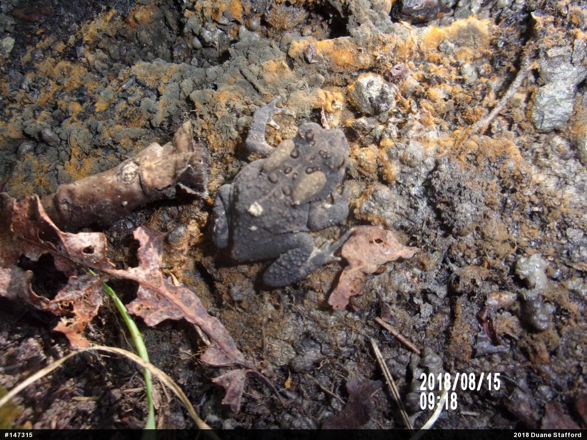 Eastern American Toad