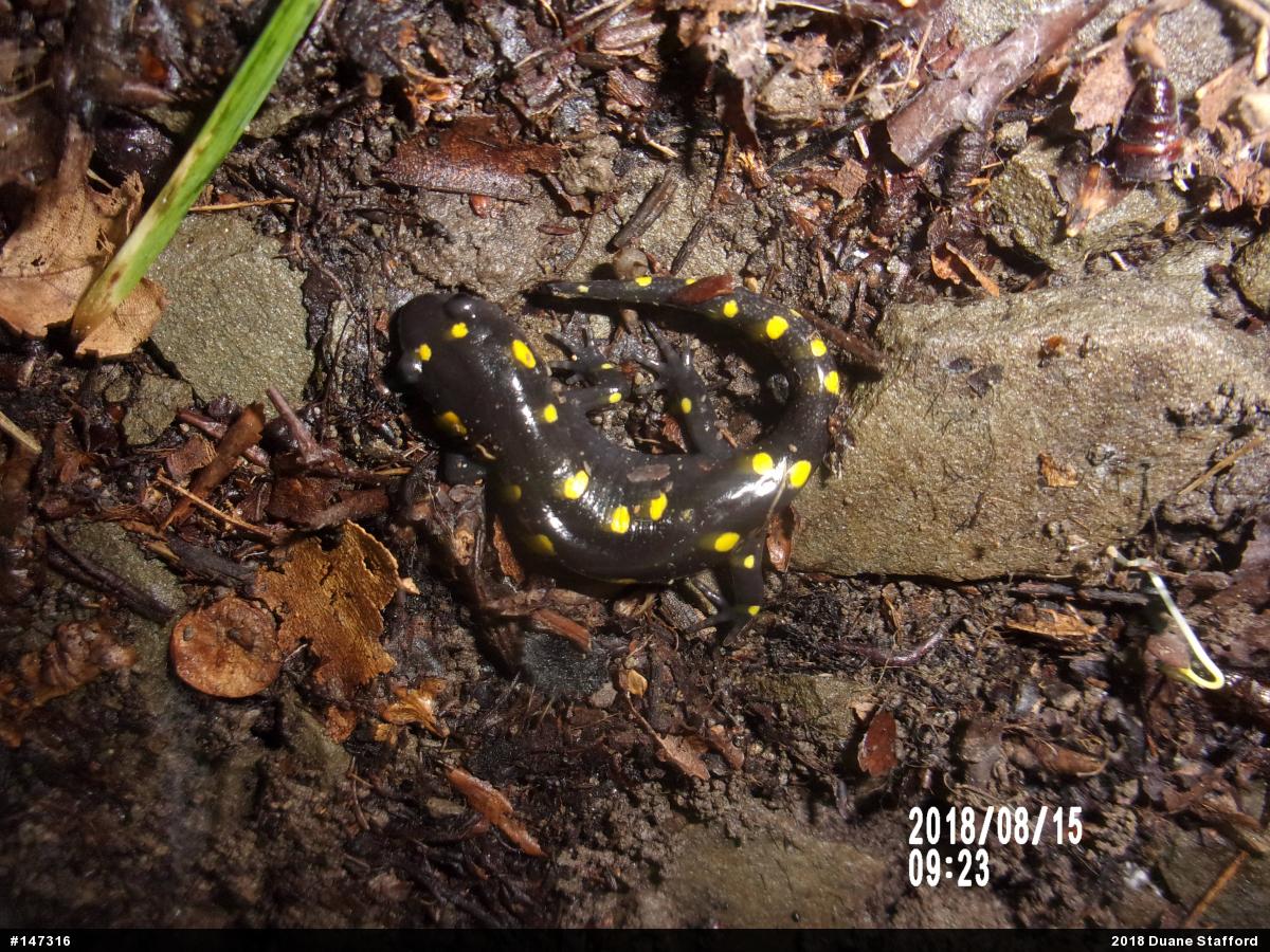 Spotted Salamander