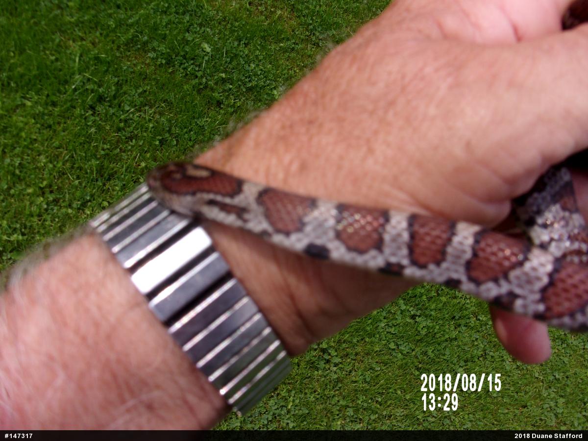 Eastern Milksnake