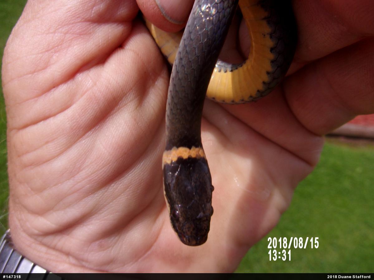 Northern Ring-necked Snake