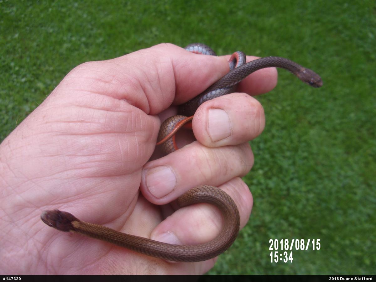 Red-bellied Snake