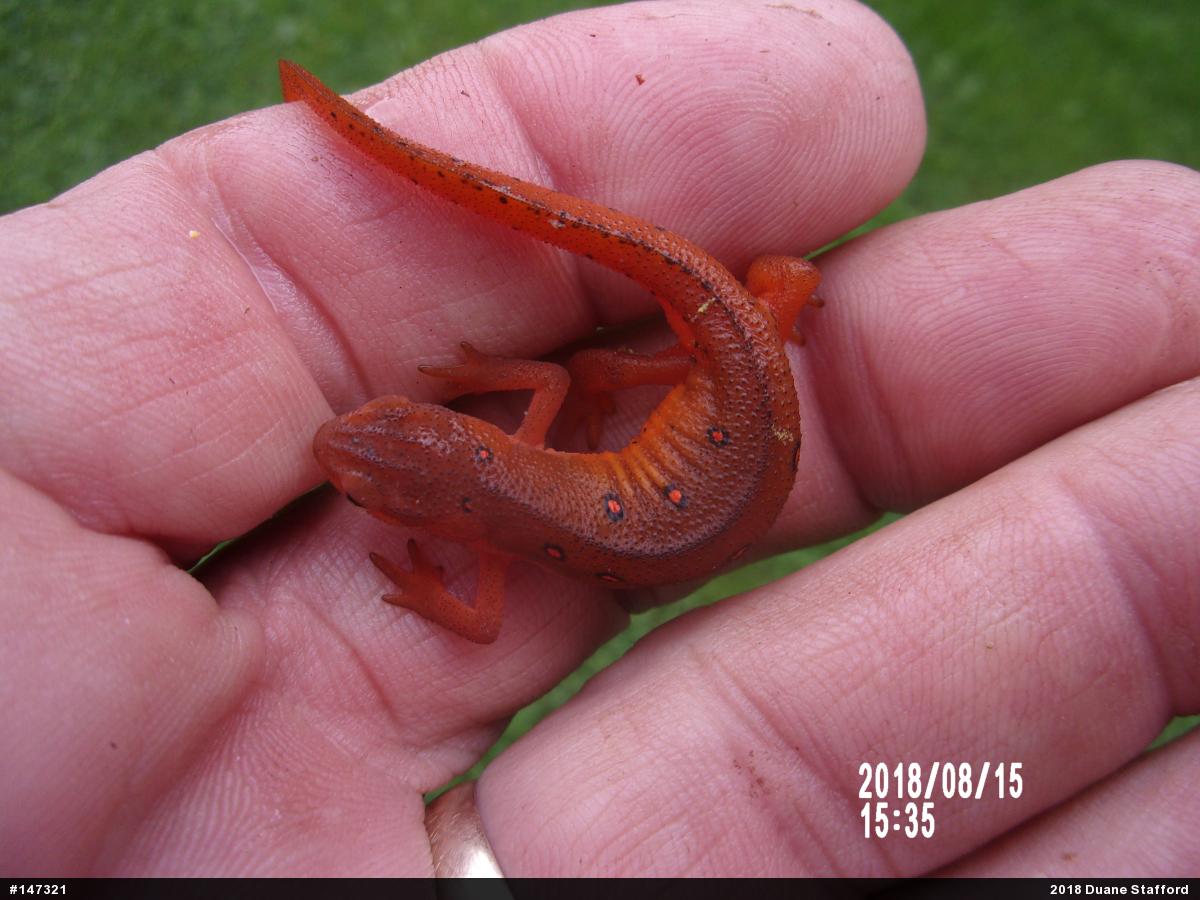 Red-spotted Newt