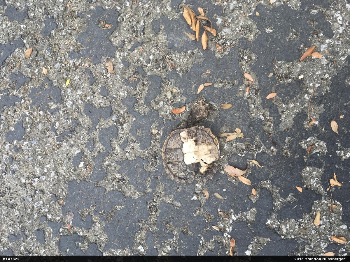 Snapping Turtle