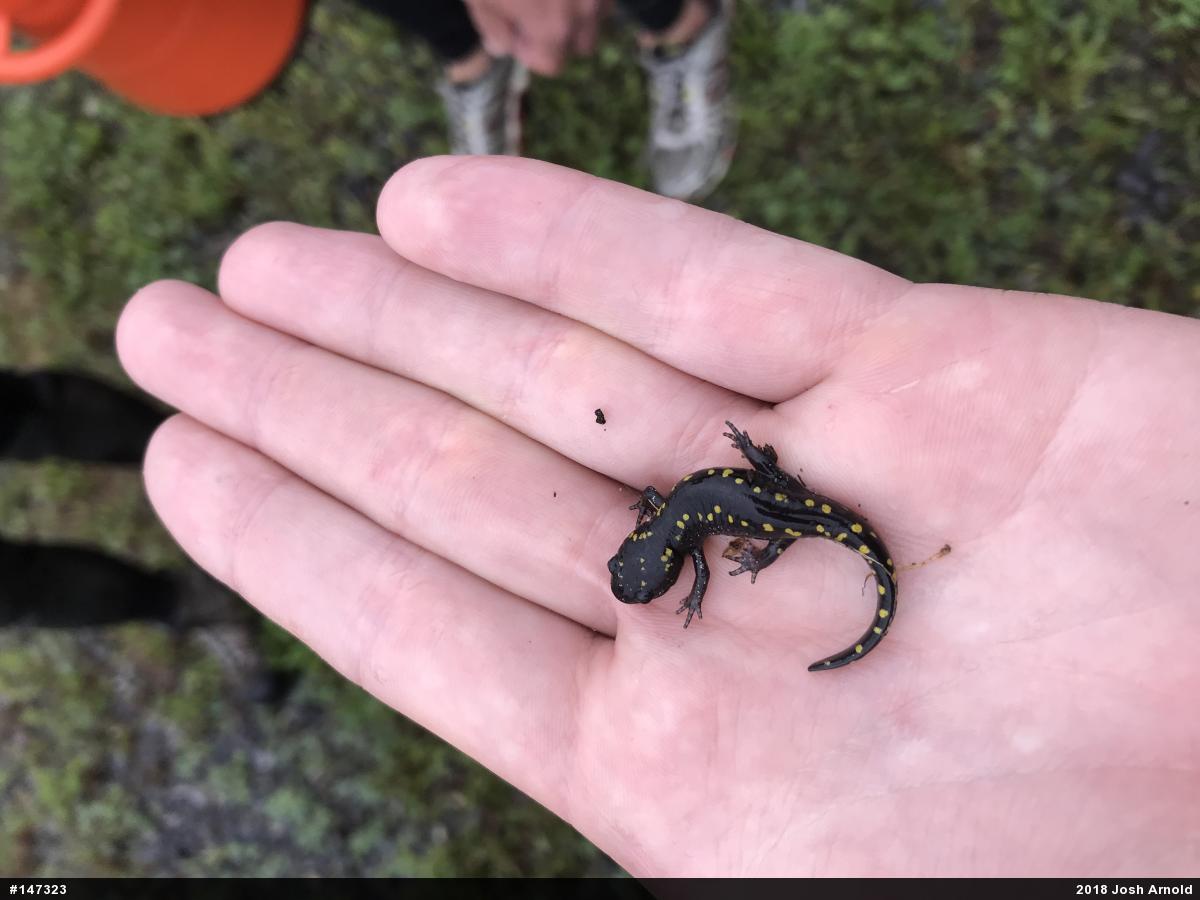 Spotted Salamander
