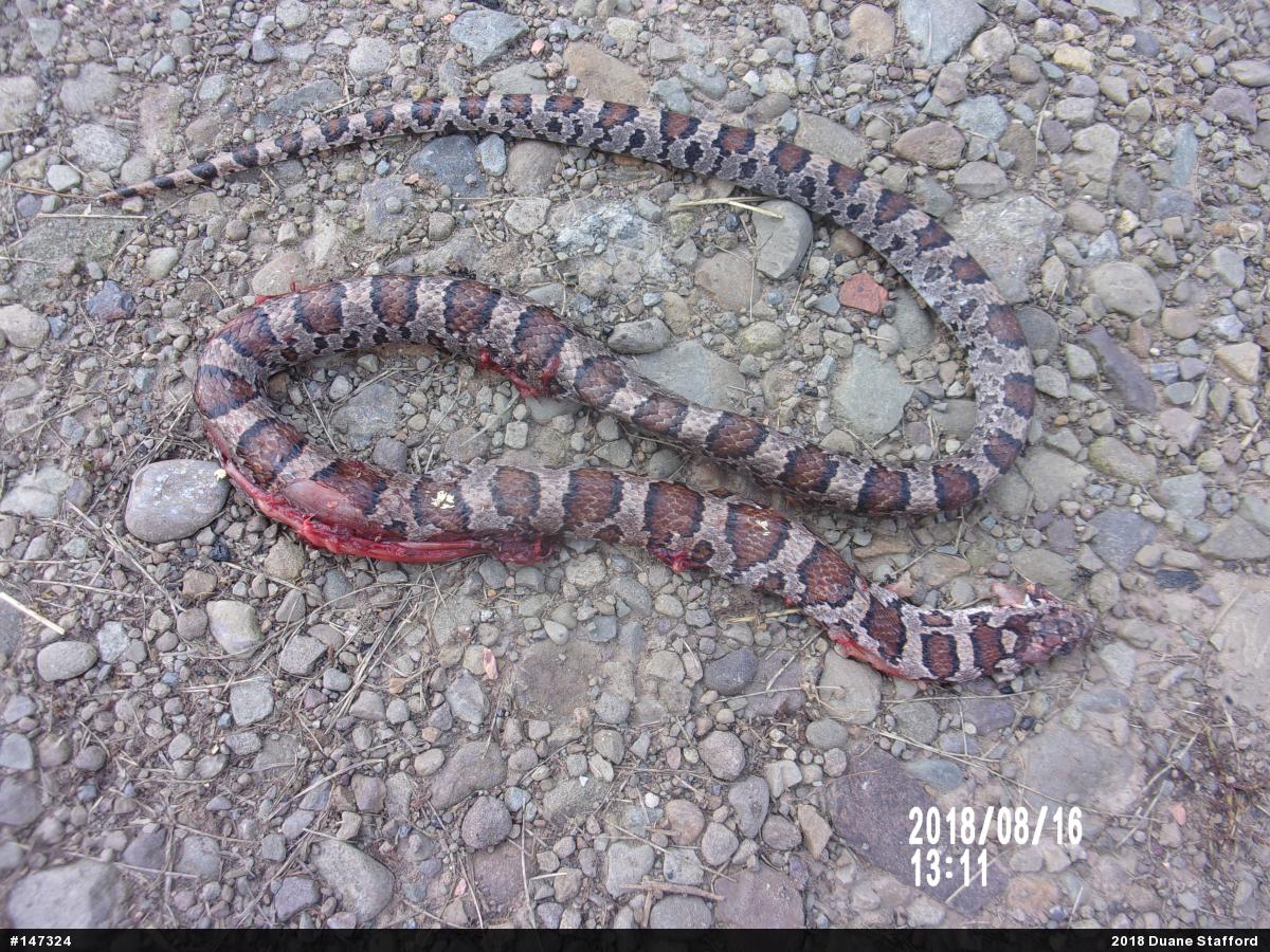Eastern Milksnake