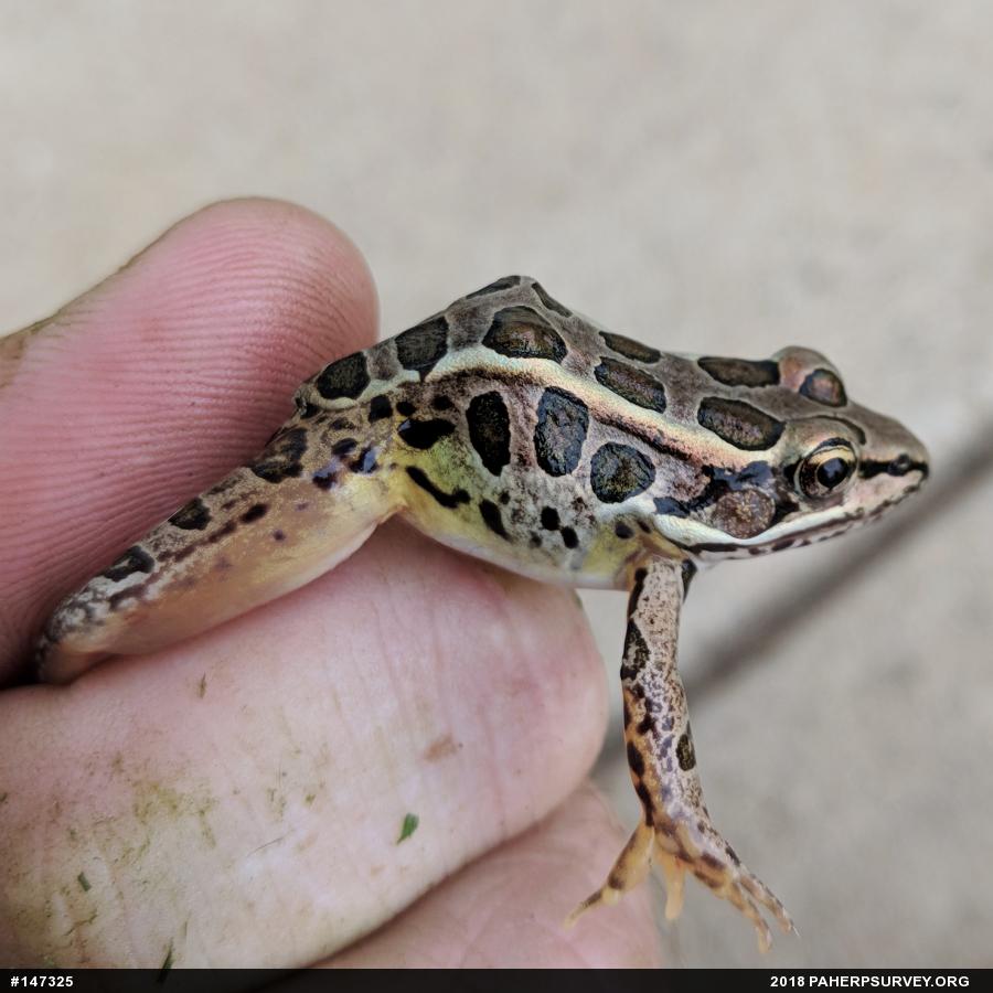 Pickerel Frog