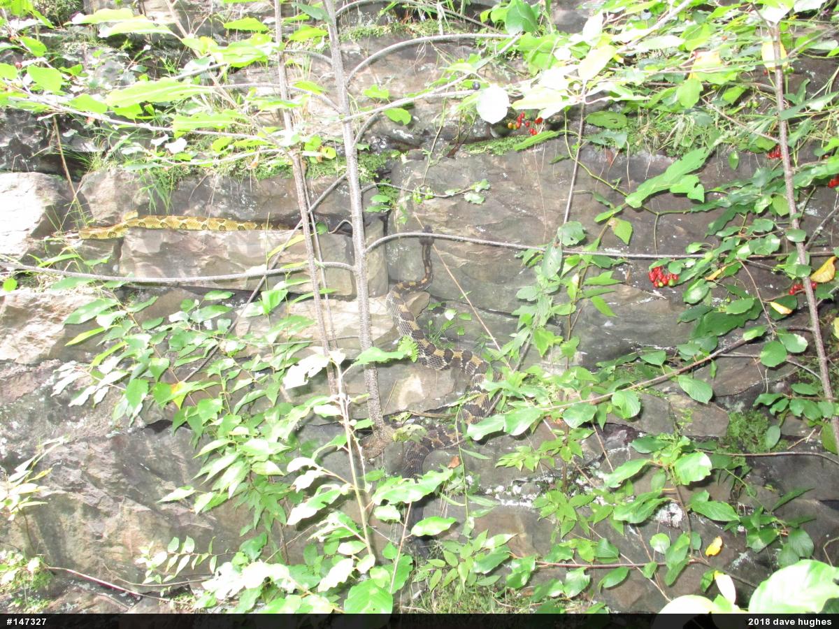 Timber Rattlesnake