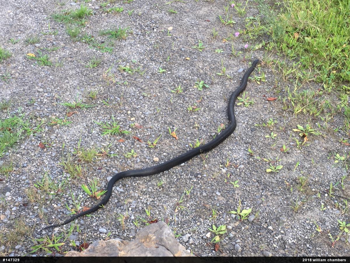 Eastern Ratsnake