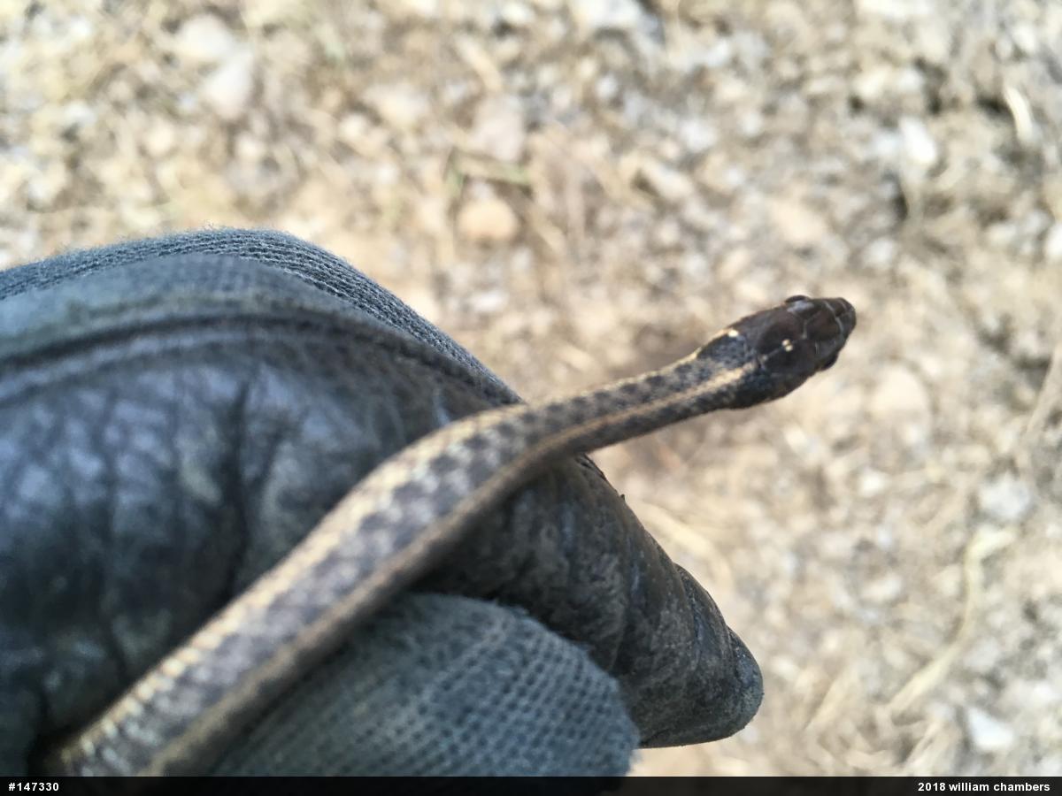 Eastern Gartersnake