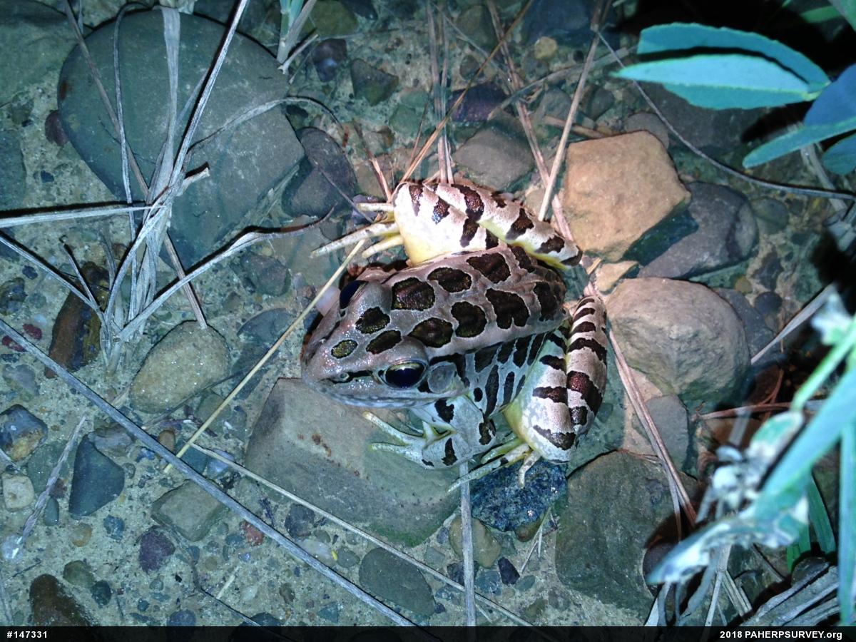 Pickerel Frog