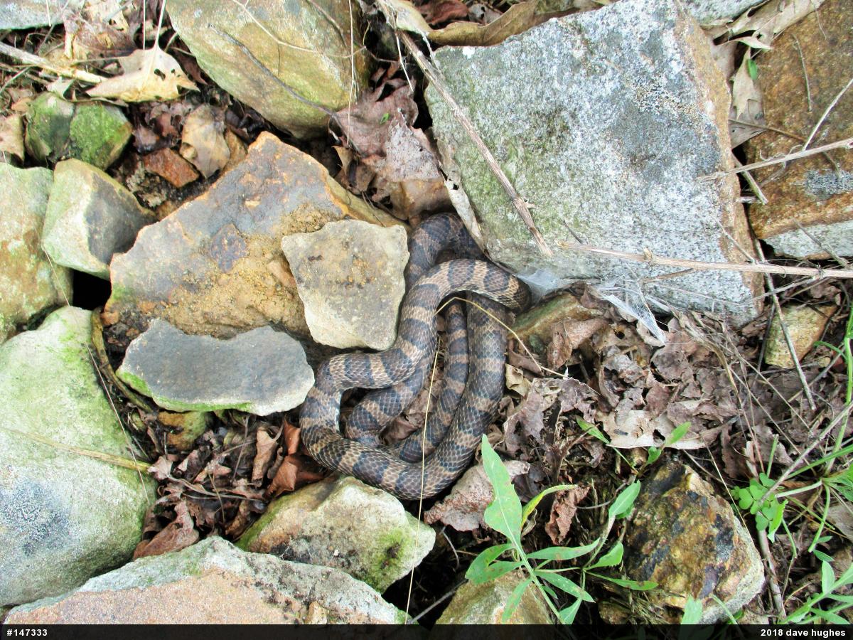 Eastern Milksnake