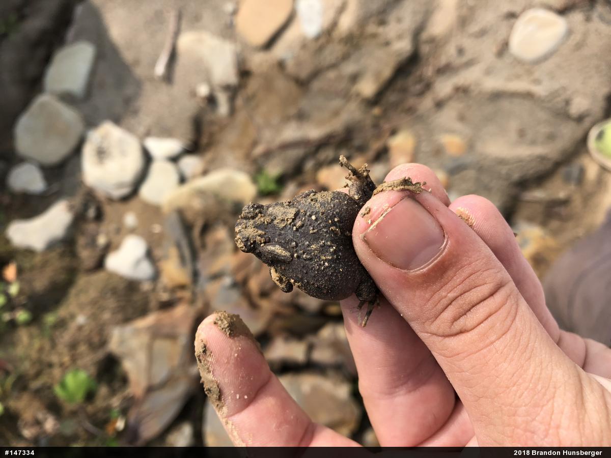 Eastern American Toad