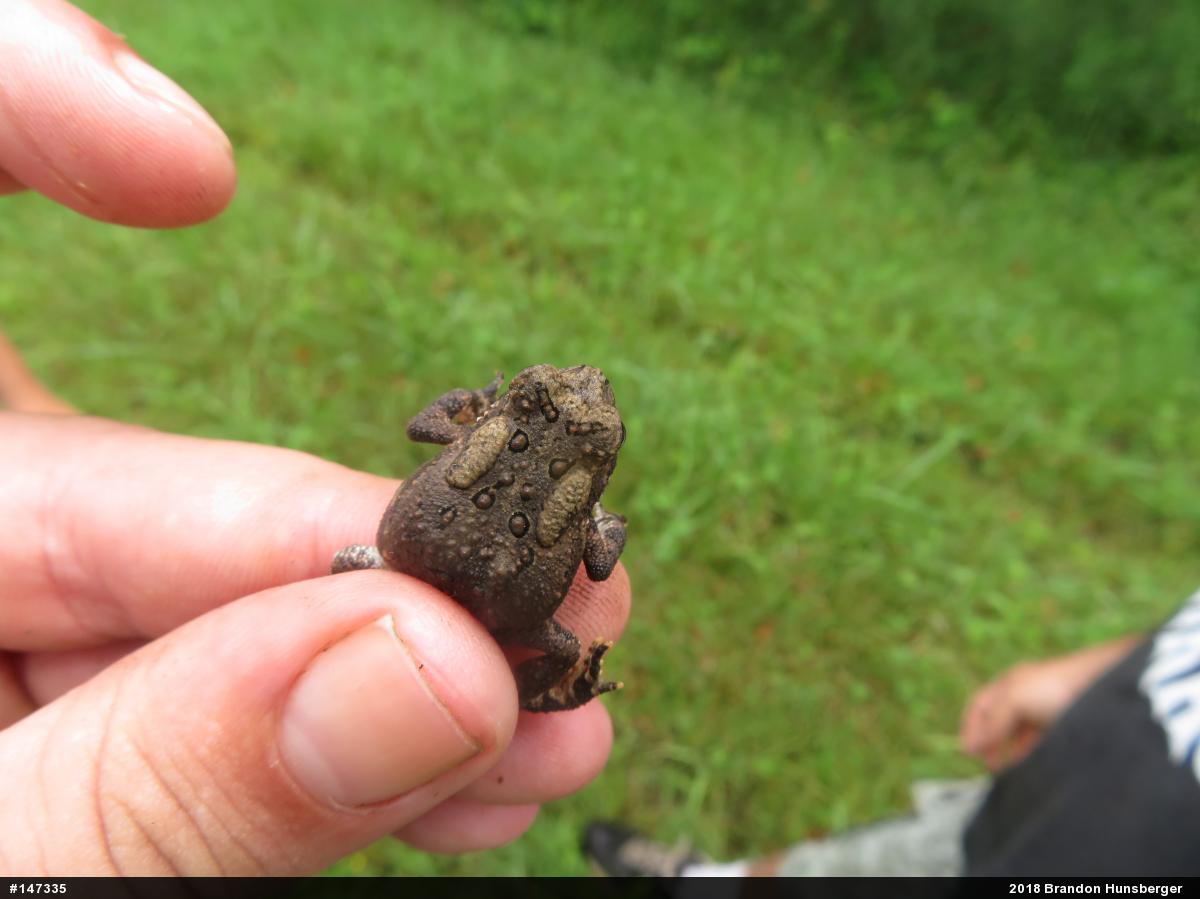 Eastern American Toad
