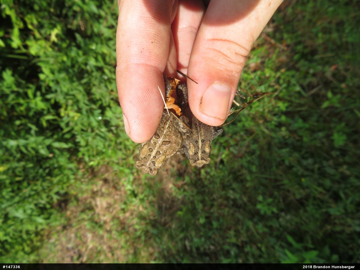 Eastern American Toad