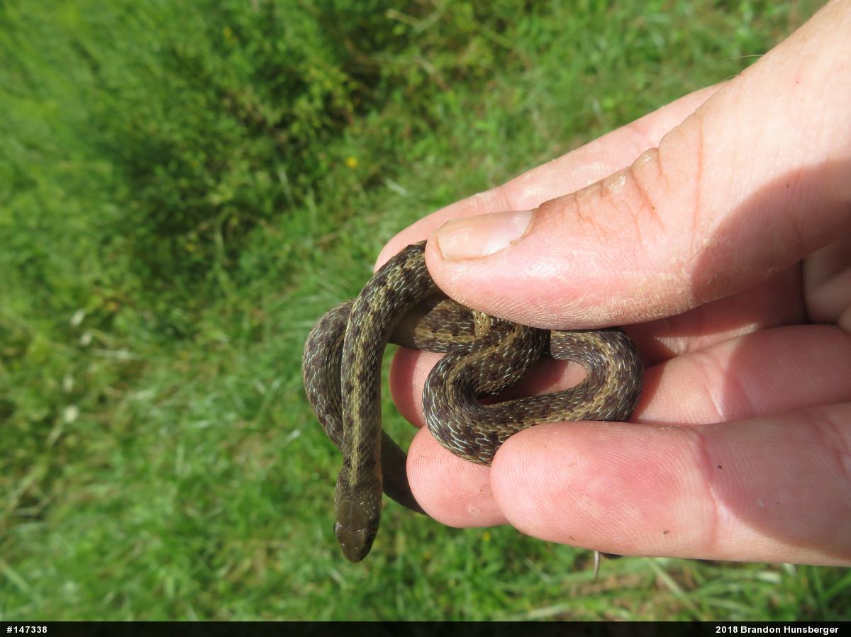 Eastern Gartersnake