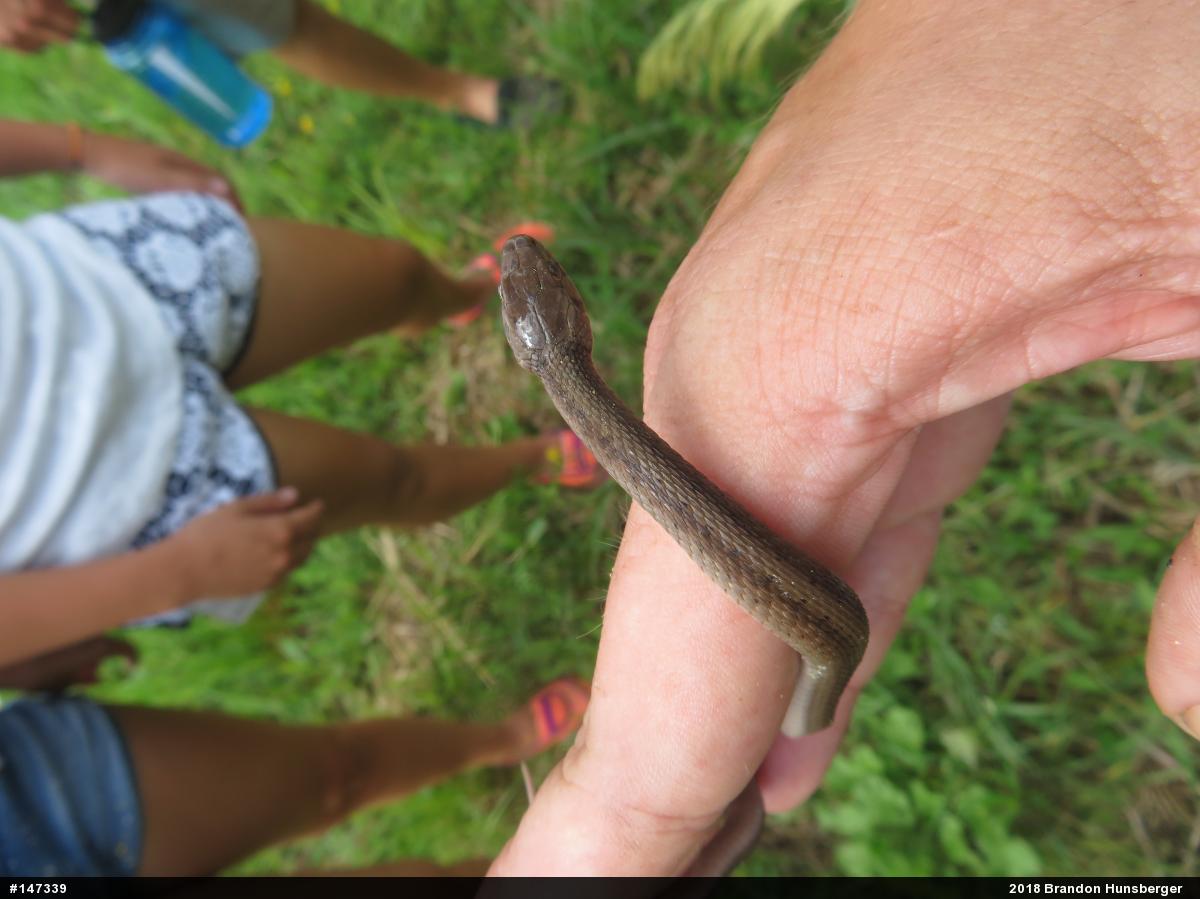 Dekay's Brownsnake