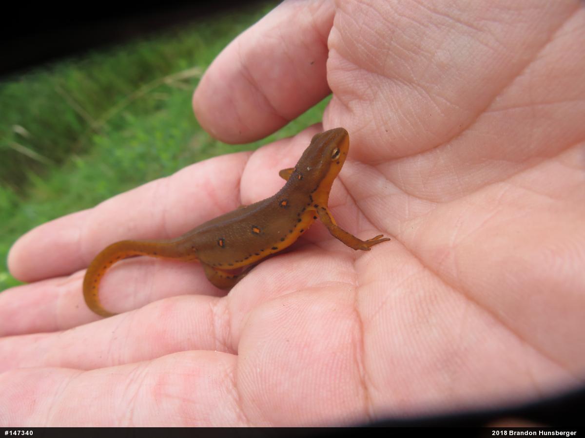 Red-spotted Newt