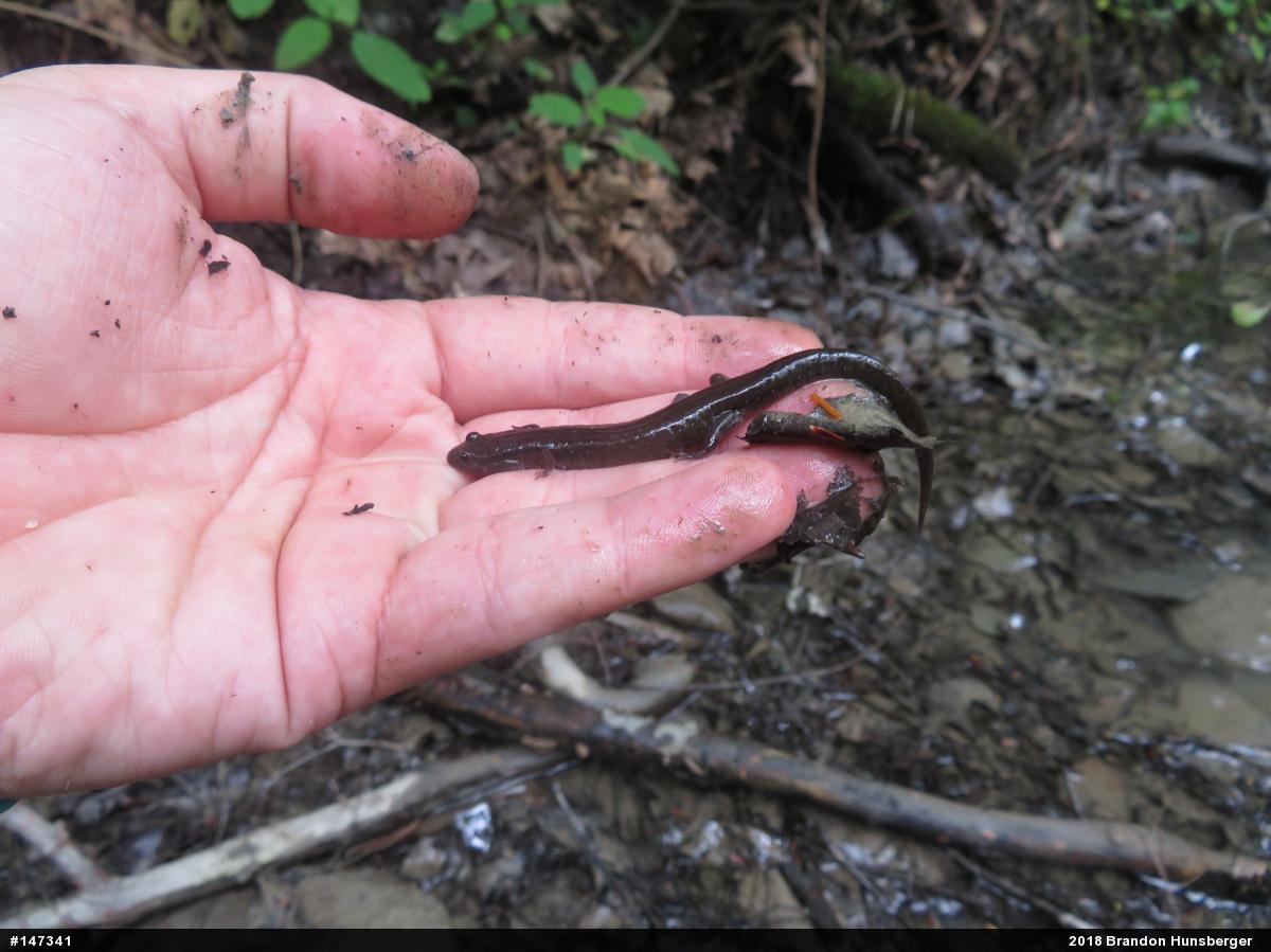 Northern Dusky Salamander