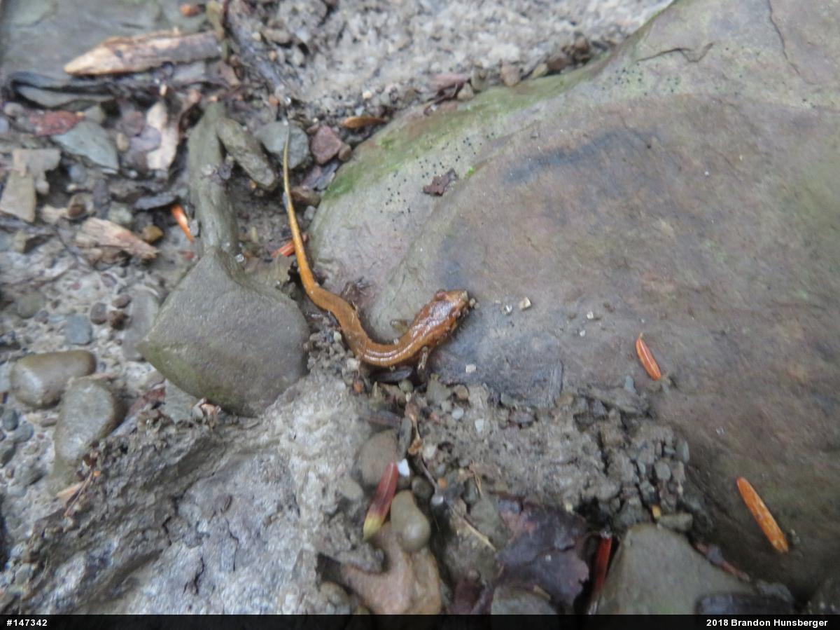 Allegheny Mountain Dusky Salamander