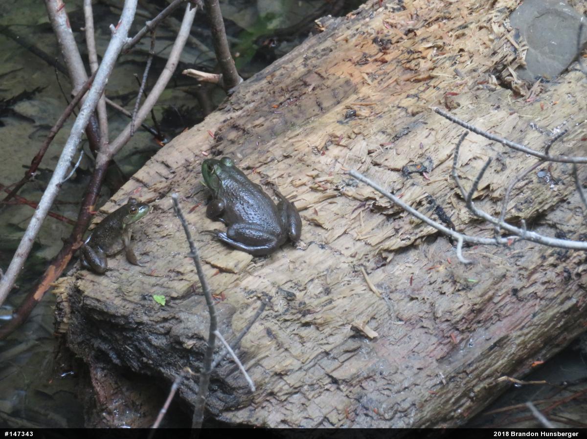 American Bullfrog