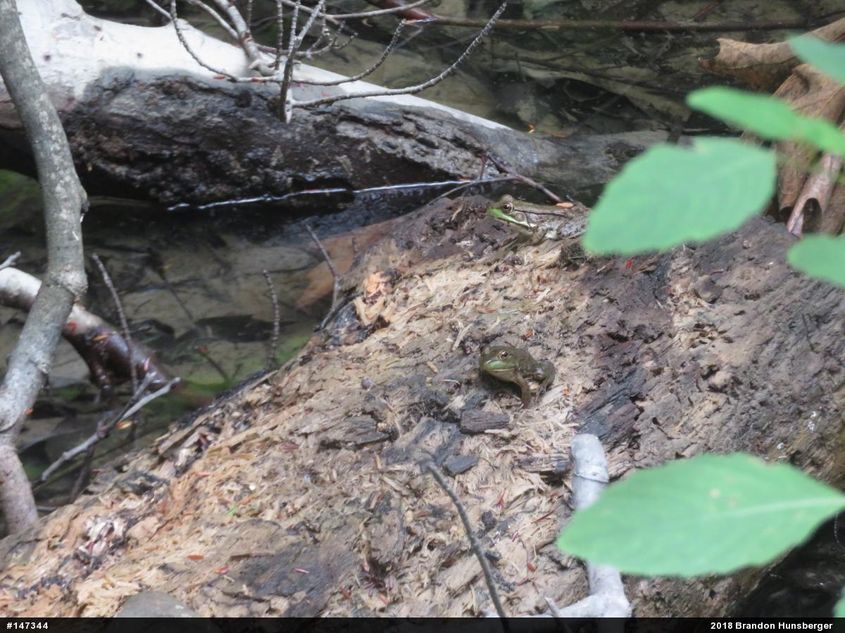 Green Frog