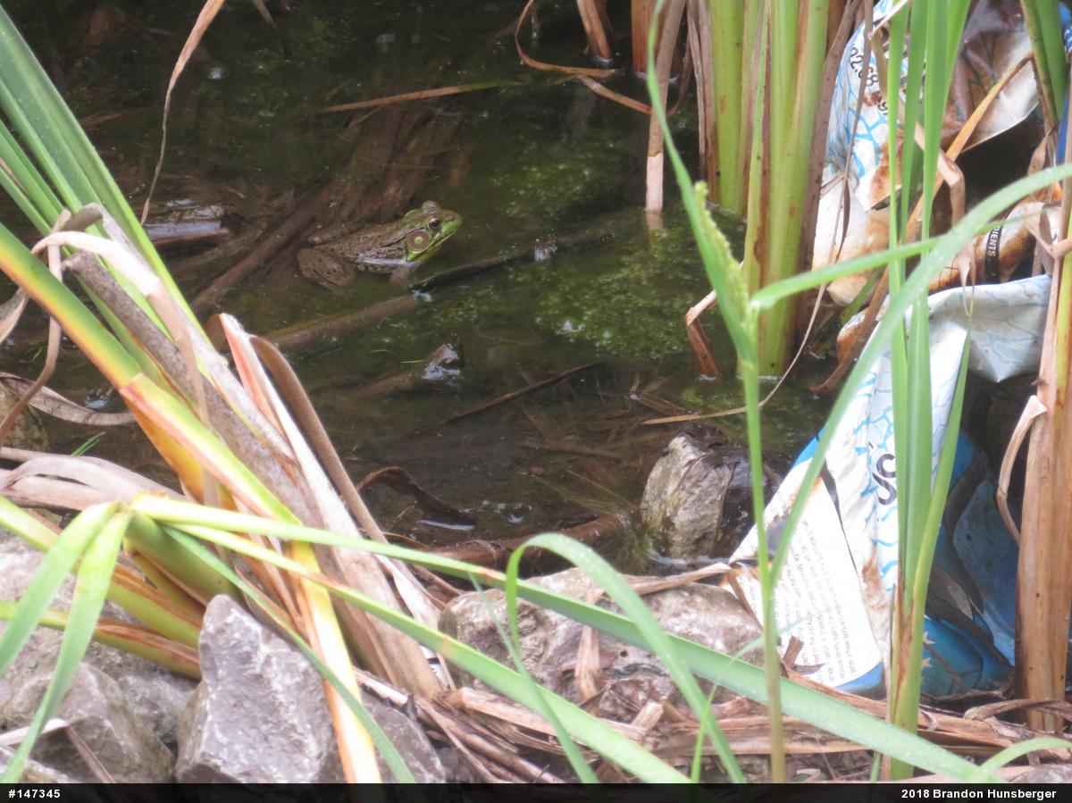 Green Frog