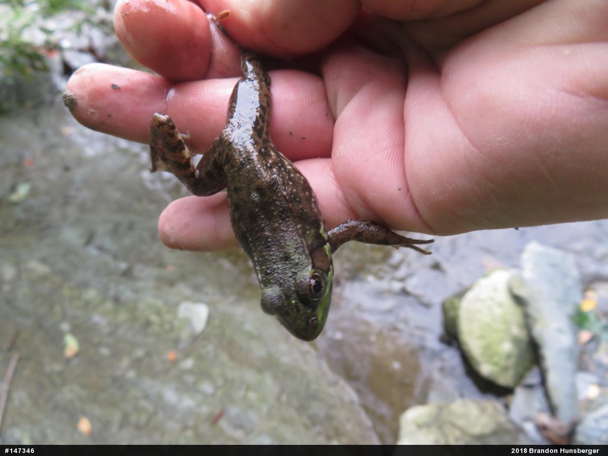 Green Frog
