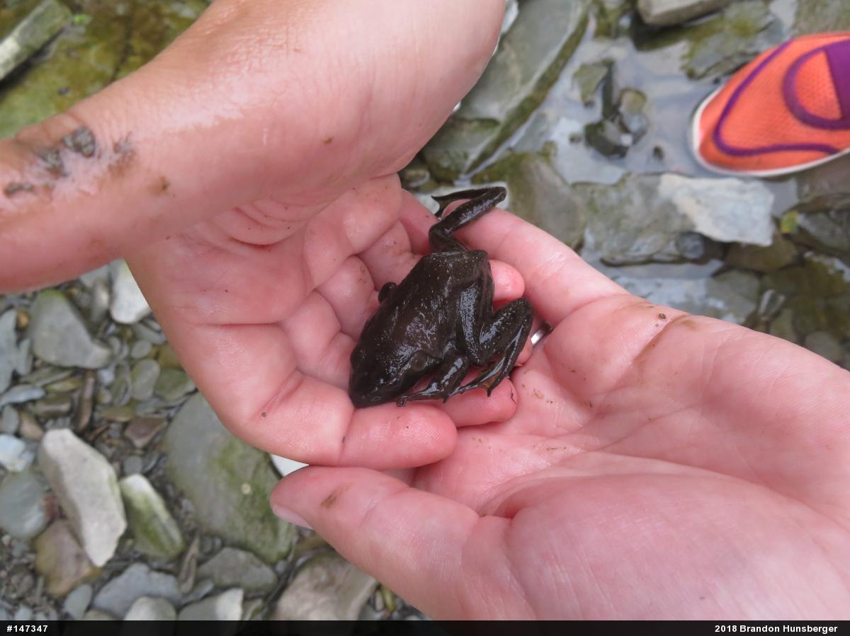 American Bullfrog