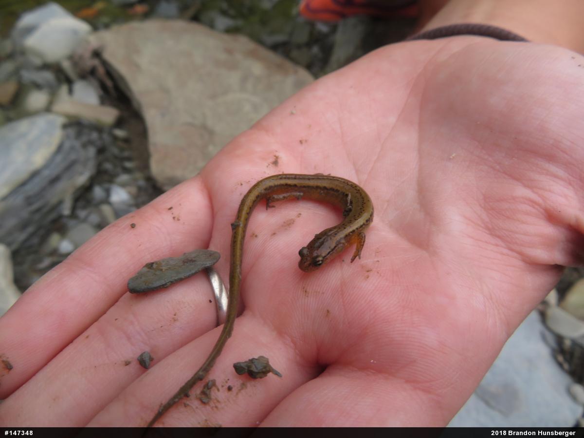 Northern Two-lined Salamander