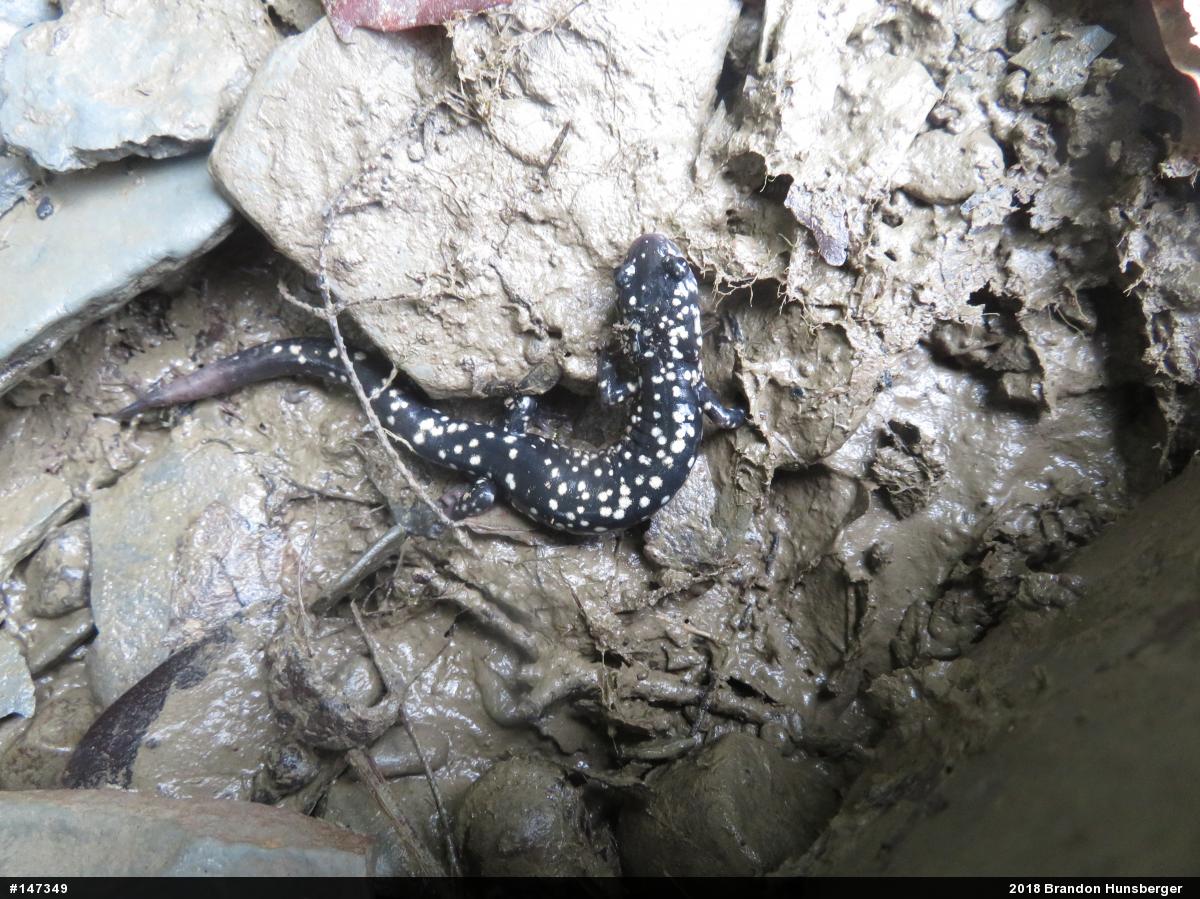 Northern Slimy Salamander
