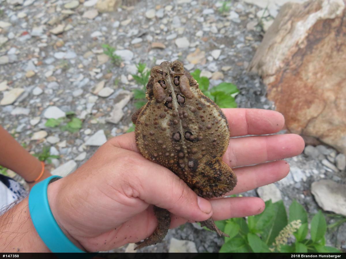 Eastern American Toad