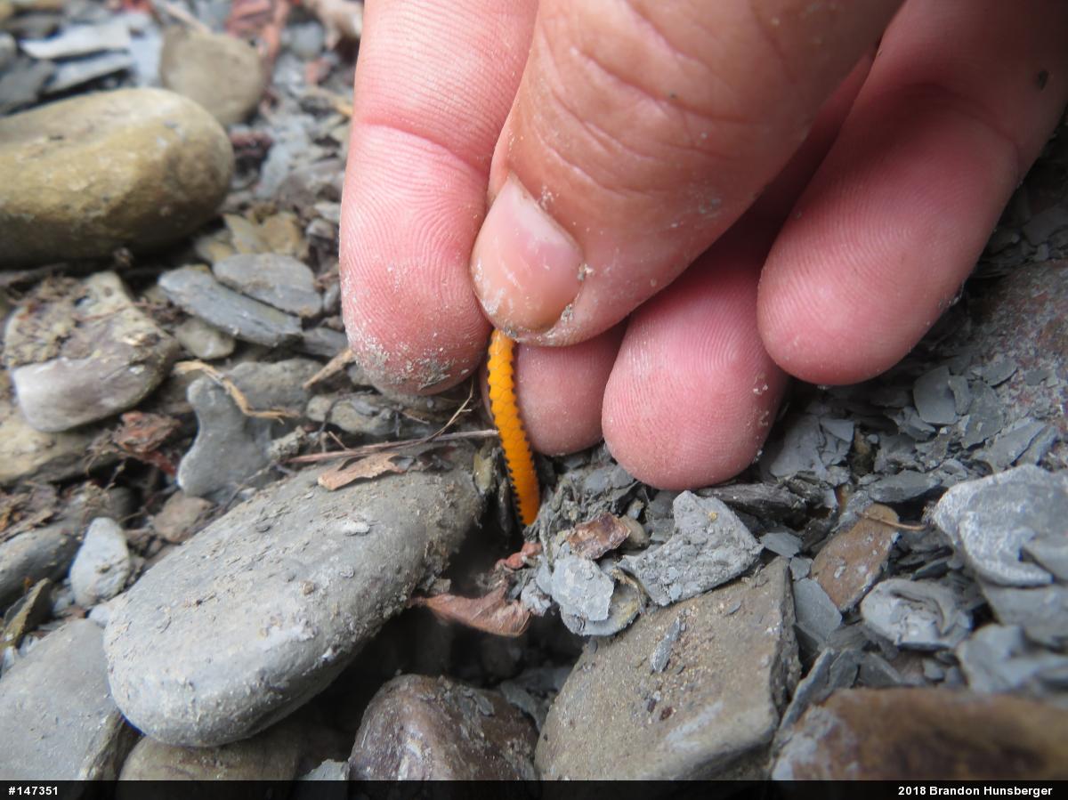 Northern Ring-necked Snake