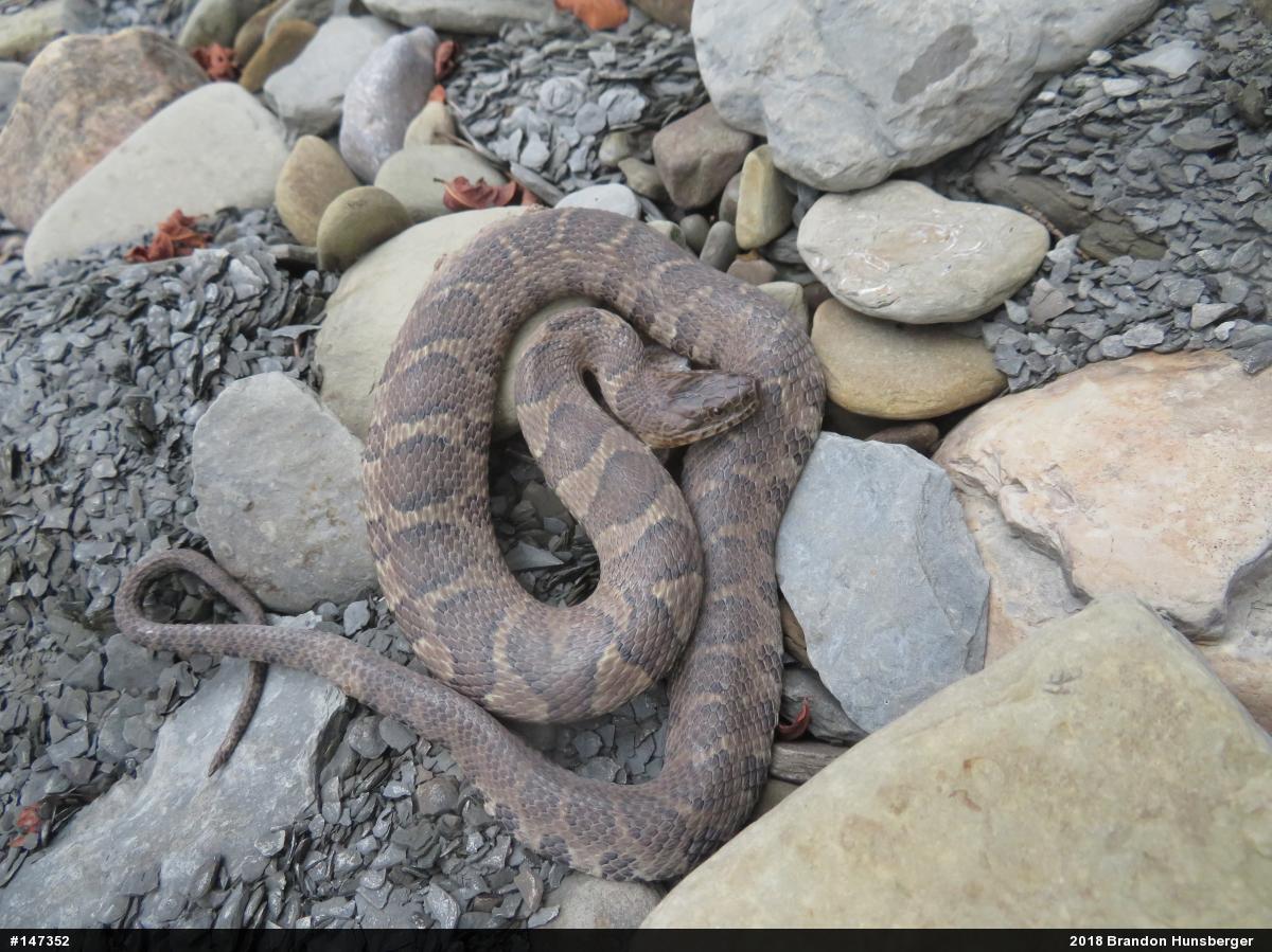 Northern Watersnake