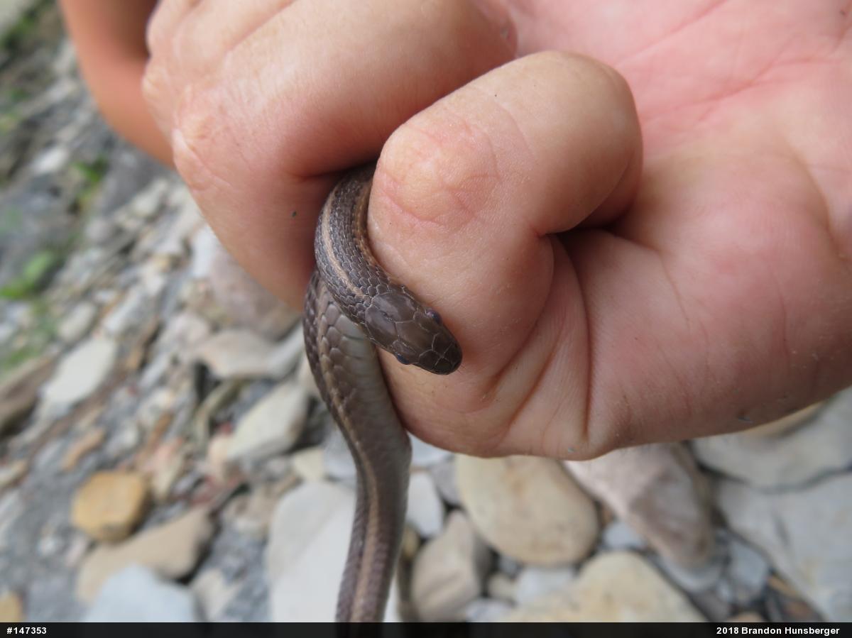 Shorthead Gartersnake