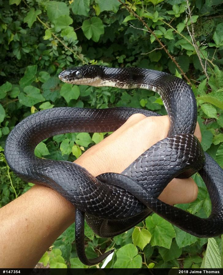 Eastern Ratsnake