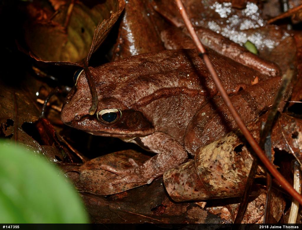 Wood Frog