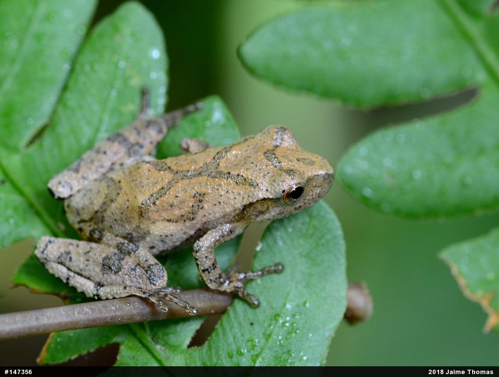 Spring Peeper