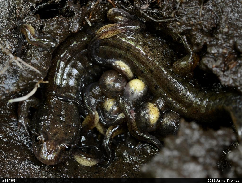 Northern Dusky Salamander