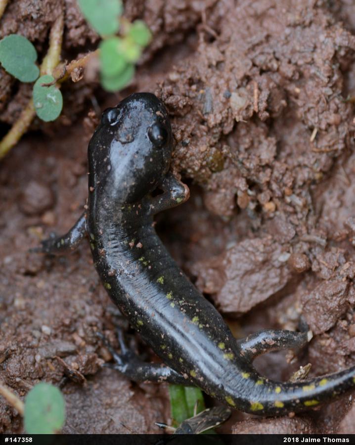 Spotted Salamander