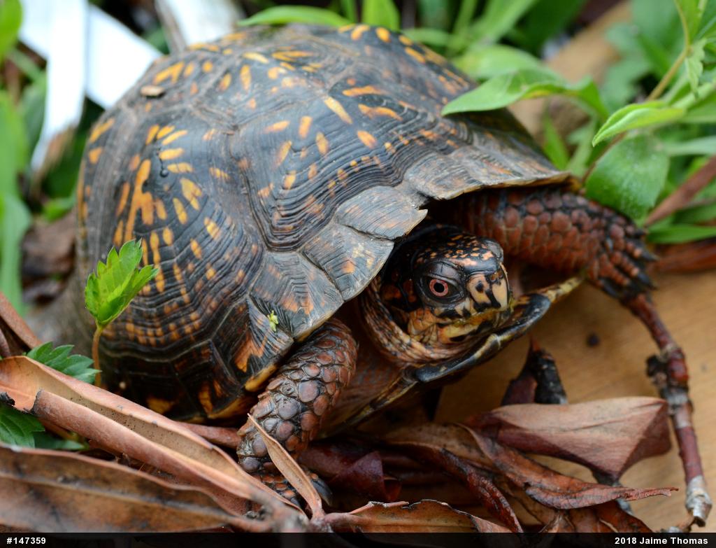 Eastern Box Turtle