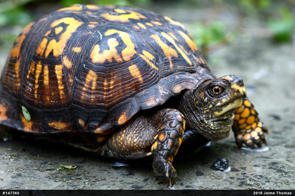 Eastern Box Turtle