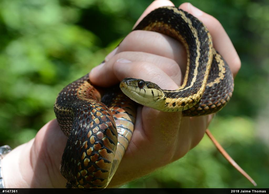 Eastern Gartersnake